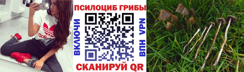 Купить где Темников Псилоцибиновые грибы Psilocybine cubensis